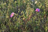 Cistus tauricus. Цветущее растение. Абхазия, Гагрский р-н, г. Пицунда, окраина реликтовой сосновой рощи. 16.05.2021.