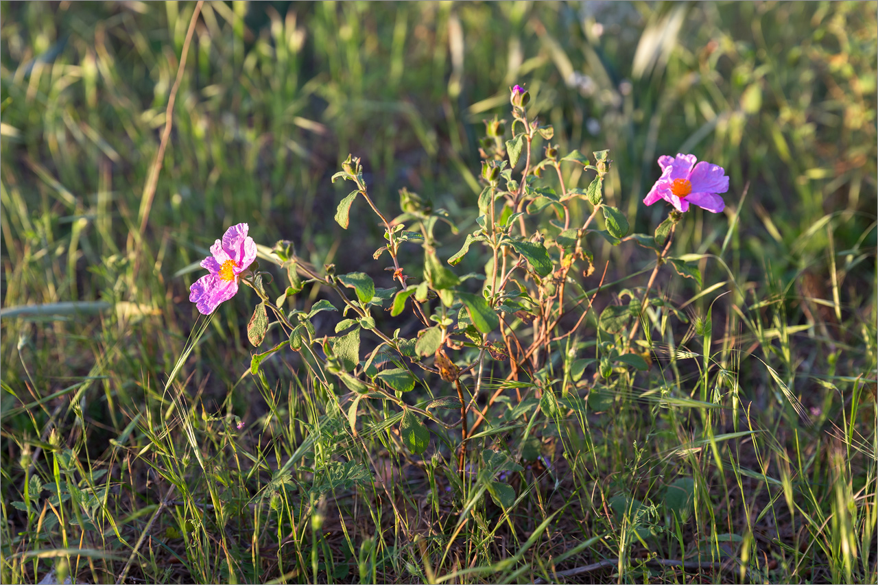 Изображение особи Cistus tauricus.