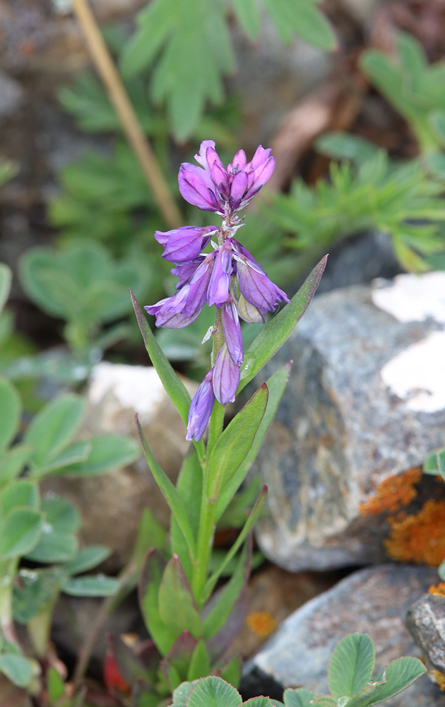 Image of genus Polygala specimen.