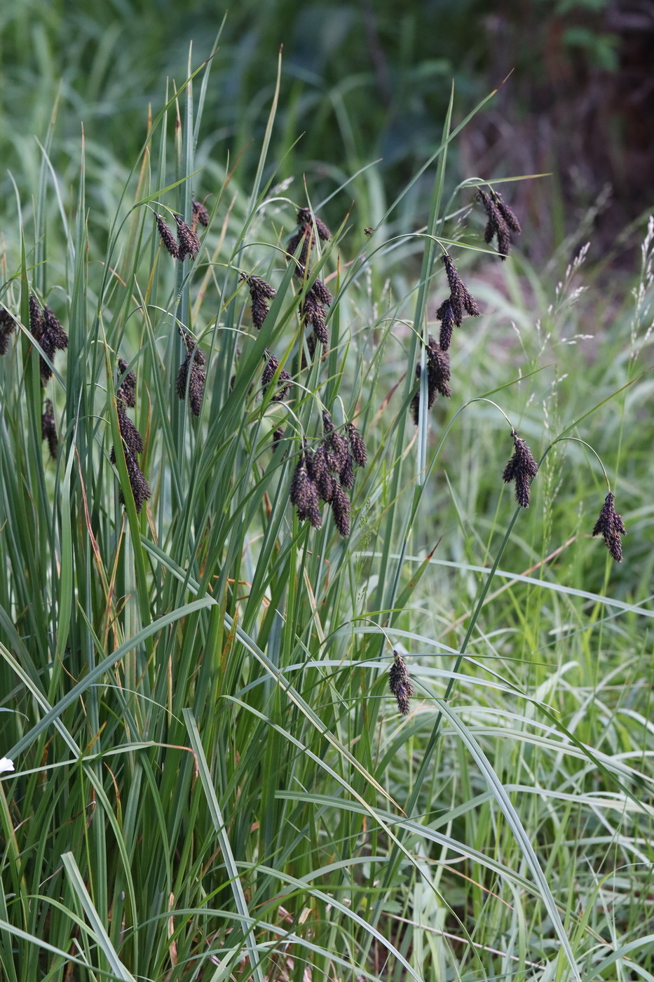 Image of Carex aterrima specimen.