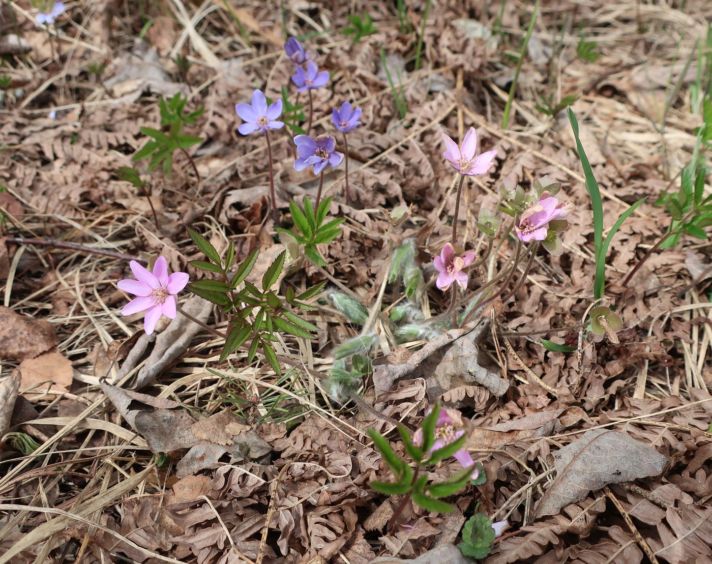 Изображение особи Hepatica nobilis.