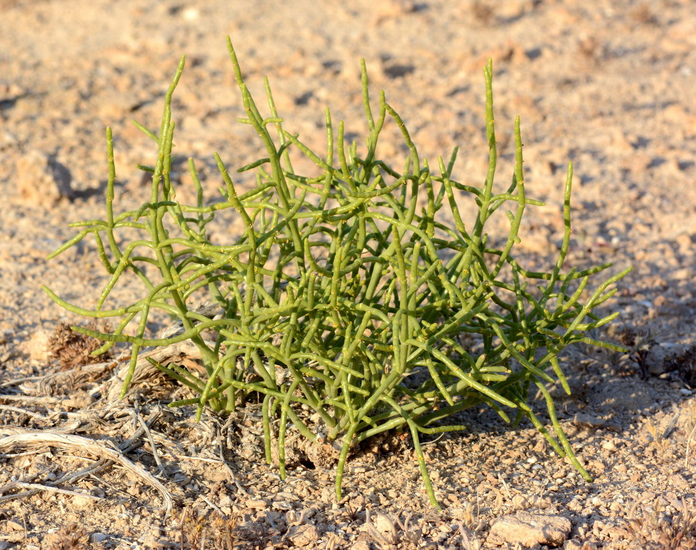 Image of genus Anabasis specimen.