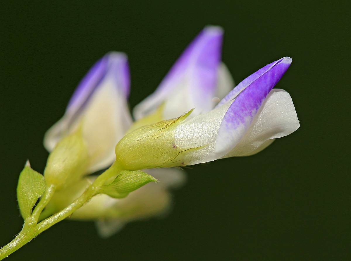 Image of Amphicarpaea japonica specimen.