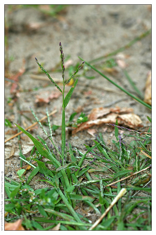 Изображение особи Digitaria ischaemum.