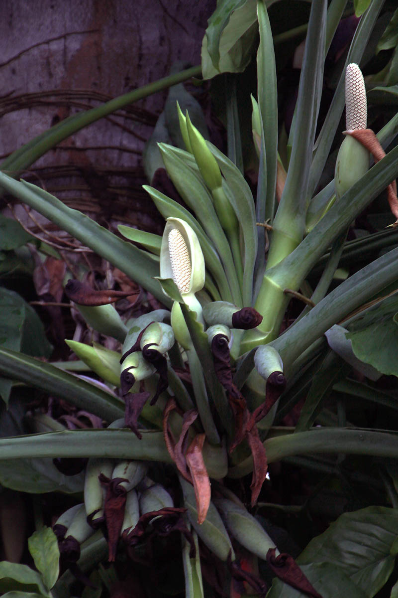 Image of Syngonium podophyllum specimen.