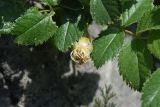 genus Rosa. Завязь и части листьев. Республика Ингушетия, Джейрахский р-н, окр. ур. Бархане, луг. 22 июня 2022 г.