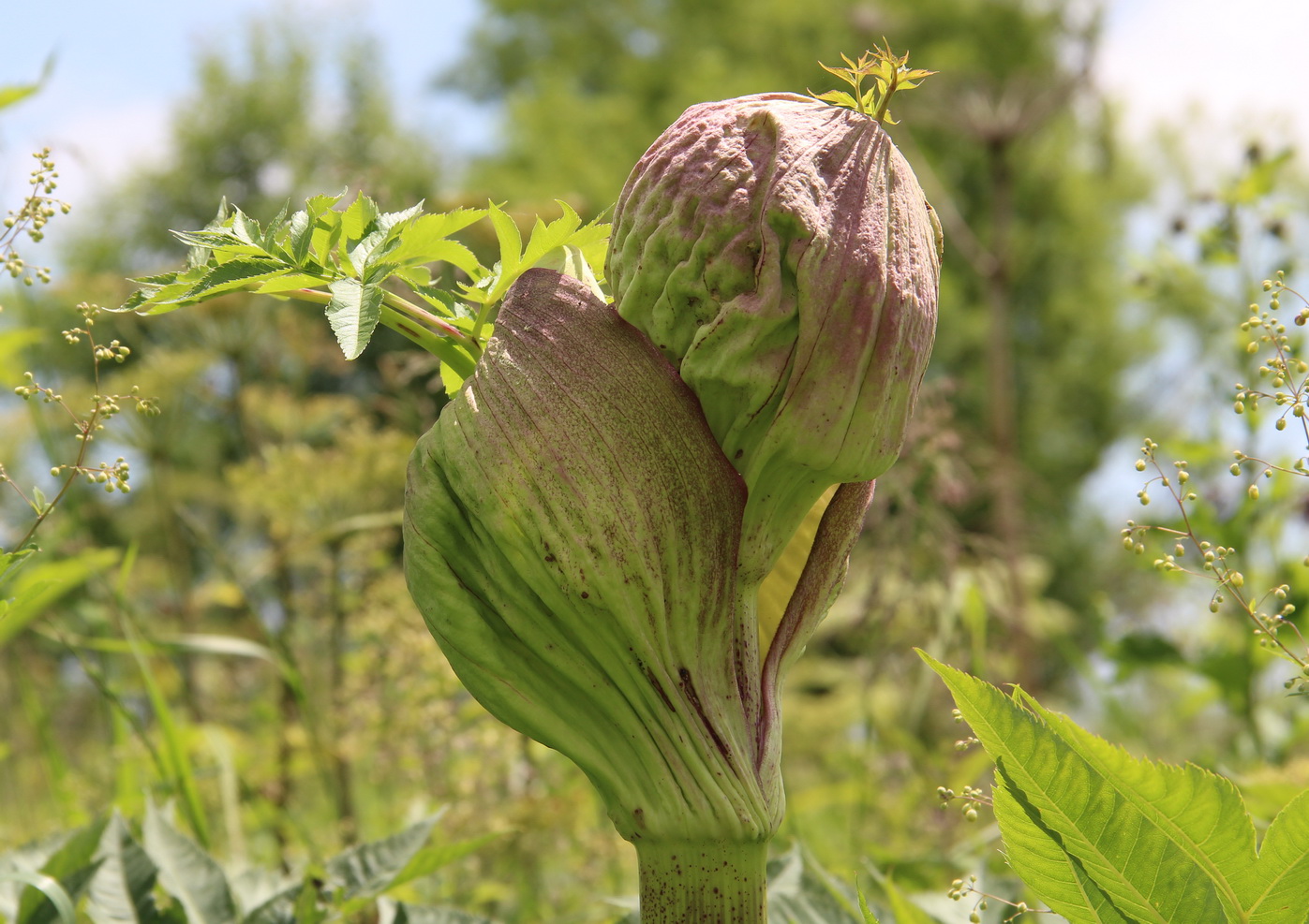Image of Angelica ursina specimen.
