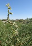 Salsola tragus