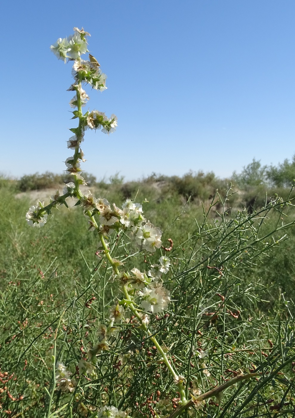 Изображение особи Salsola tragus.