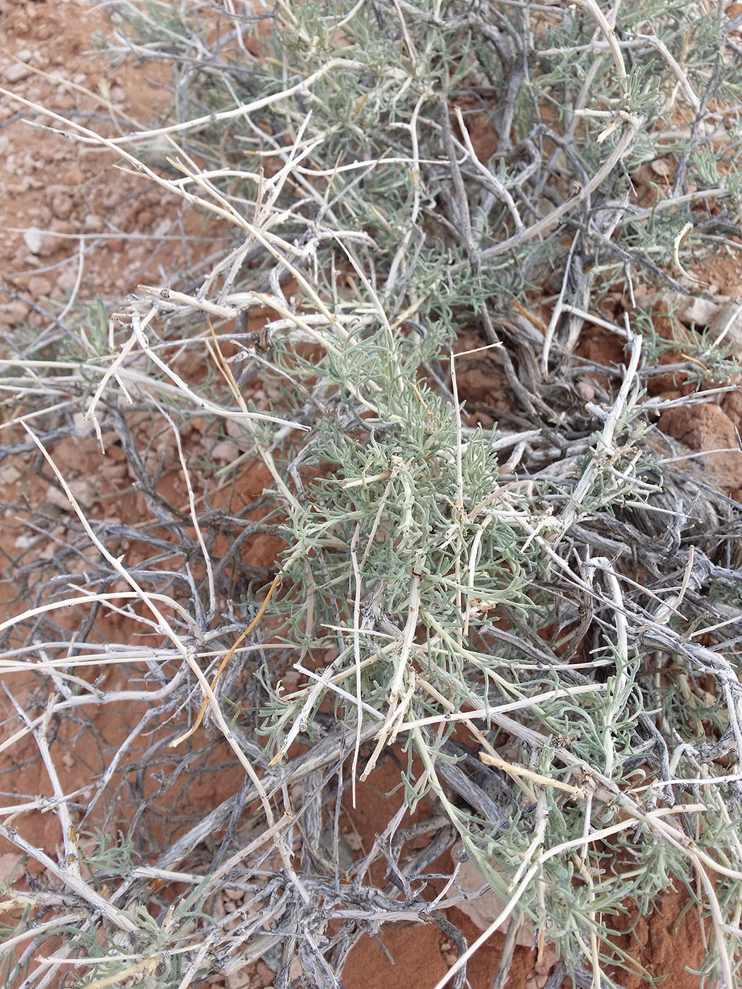 Изображение особи Salsola abrotanoides.