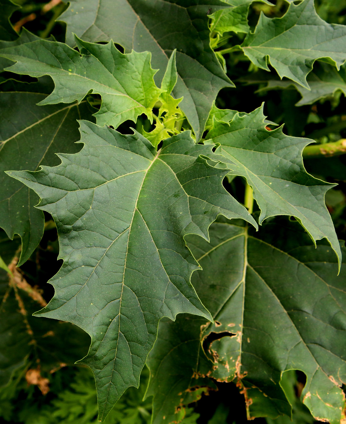 Изображение особи Datura stramonium.