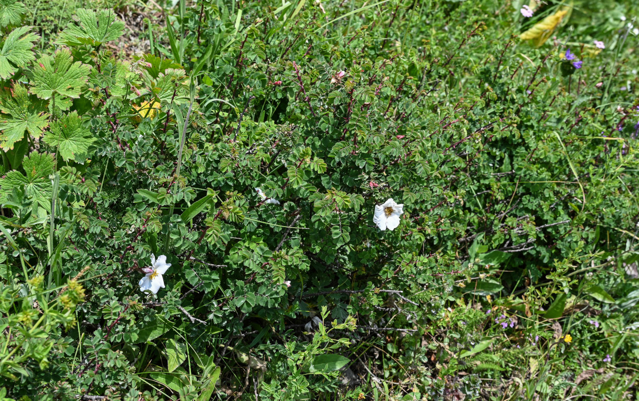 Изображение особи Rosa nanothamnus.