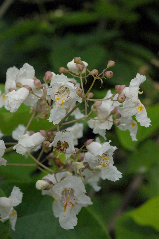 Изображение особи Catalpa bignonioides.