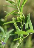 Galega officinalis