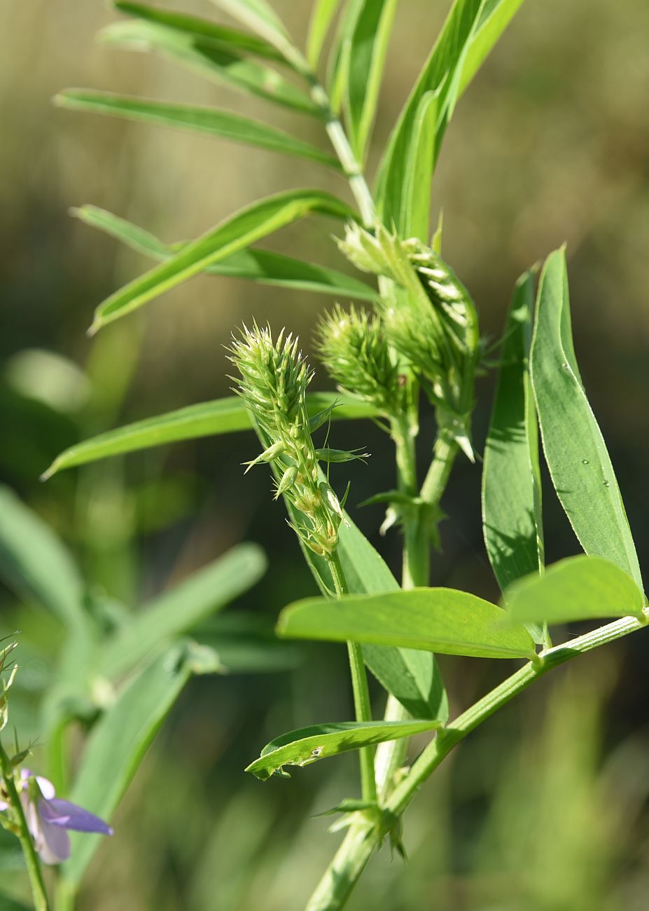 Изображение особи Galega officinalis.