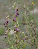 Ophrys &times; vallis-costae