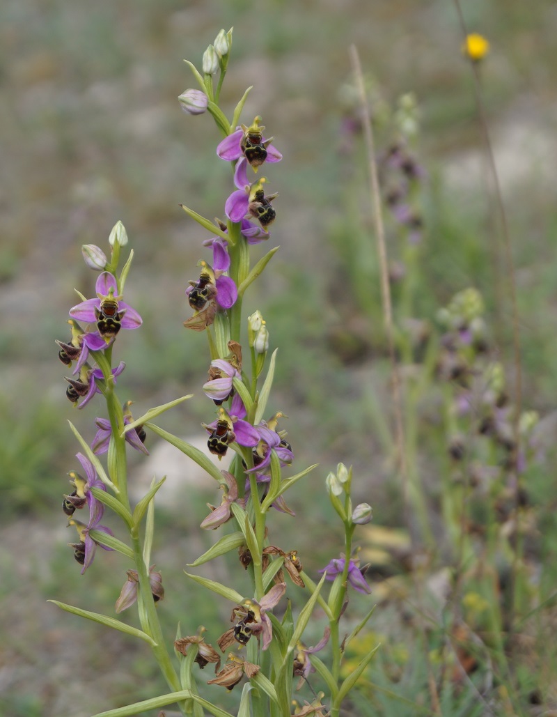 Изображение особи Ophrys &times; vallis-costae.