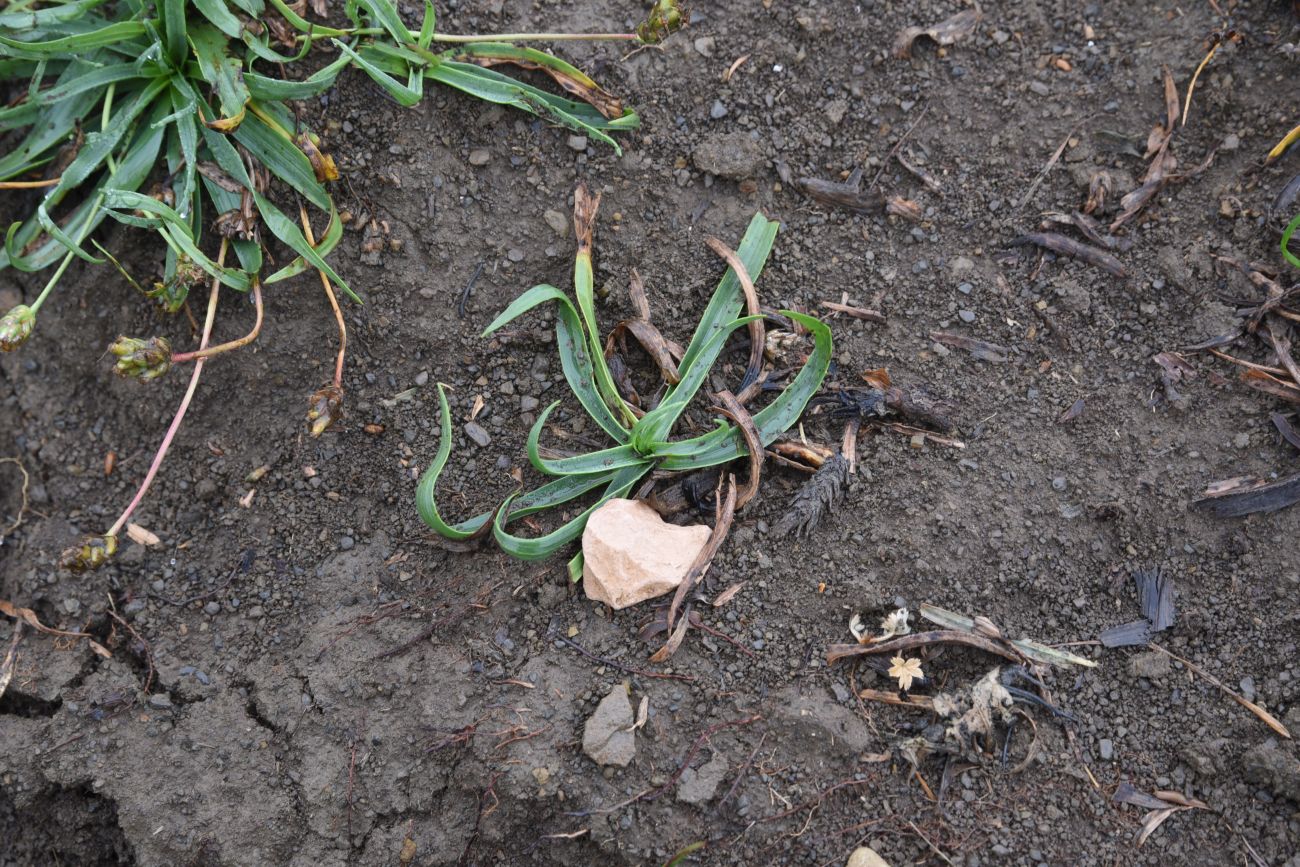 Image of Plantago atrata specimen.