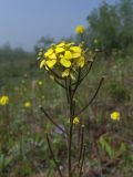 Erysimum hieraciifolium. Верхушка цветущего и плодоносящего побега. Магаданская обл., Ольский р-н, Ольское шоссе, ост. Нюкля, придорожный склон, разнотравный луг. 09.07.2019.