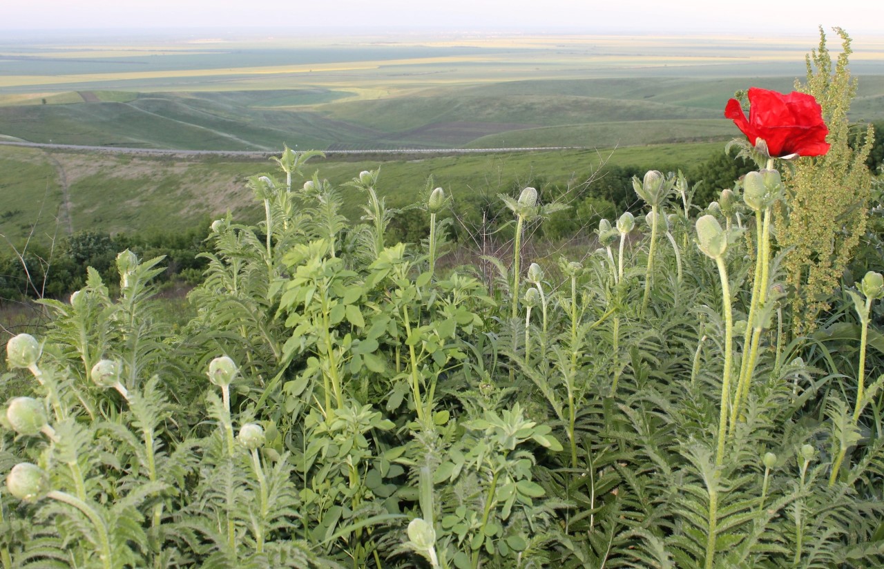 Image of Papaver bracteatum specimen.