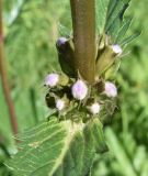 Phlomoides lehmanniana. Часть соцветия на стадии бутонизации. Узбекистан, Кашкадарьинская обл., Китабский р-н, Китабский Государственный геологический заповедник, ≈ 1300 м н.у.м., пологий берег речки. 08.05.2022.