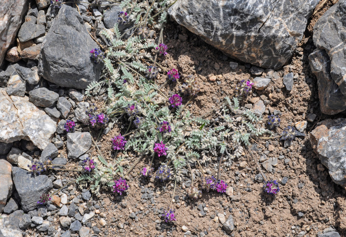 Изображение особи Oxytropis microsphaera.