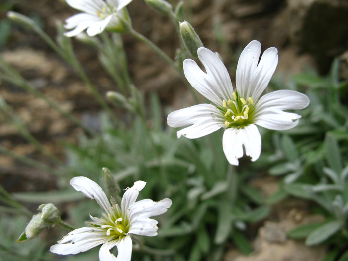 Изображение особи Cerastium dagestanicum.