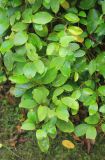 Griselinia littoralis