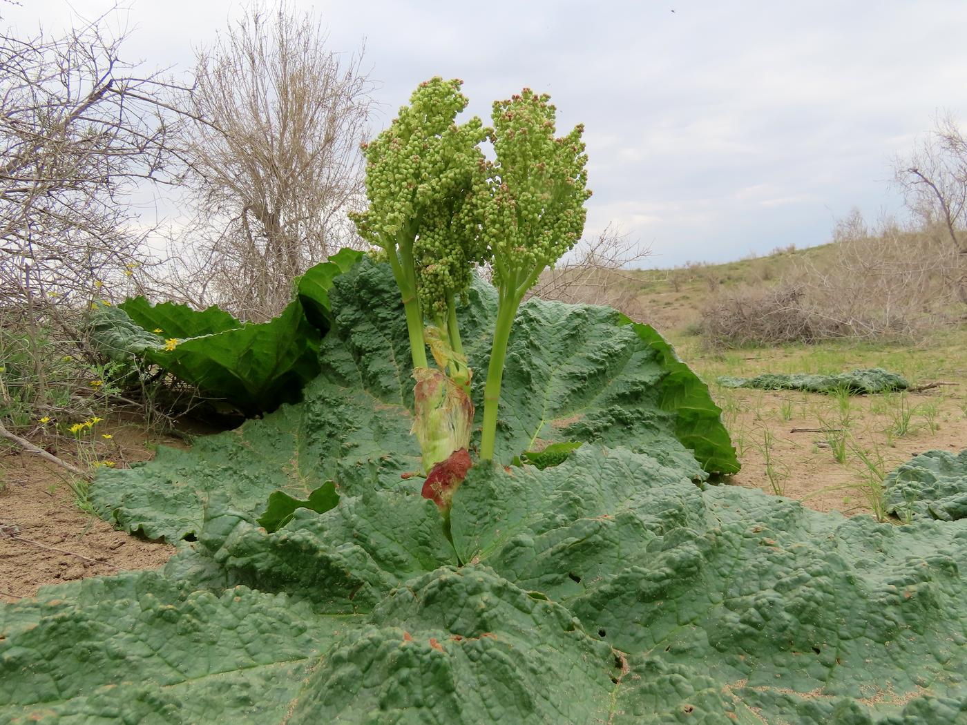 Изображение особи Rheum turkestanicum.