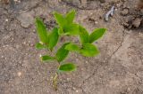 Polygonatum humile