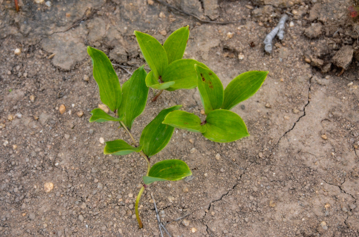 Image of Polygonatum humile specimen.