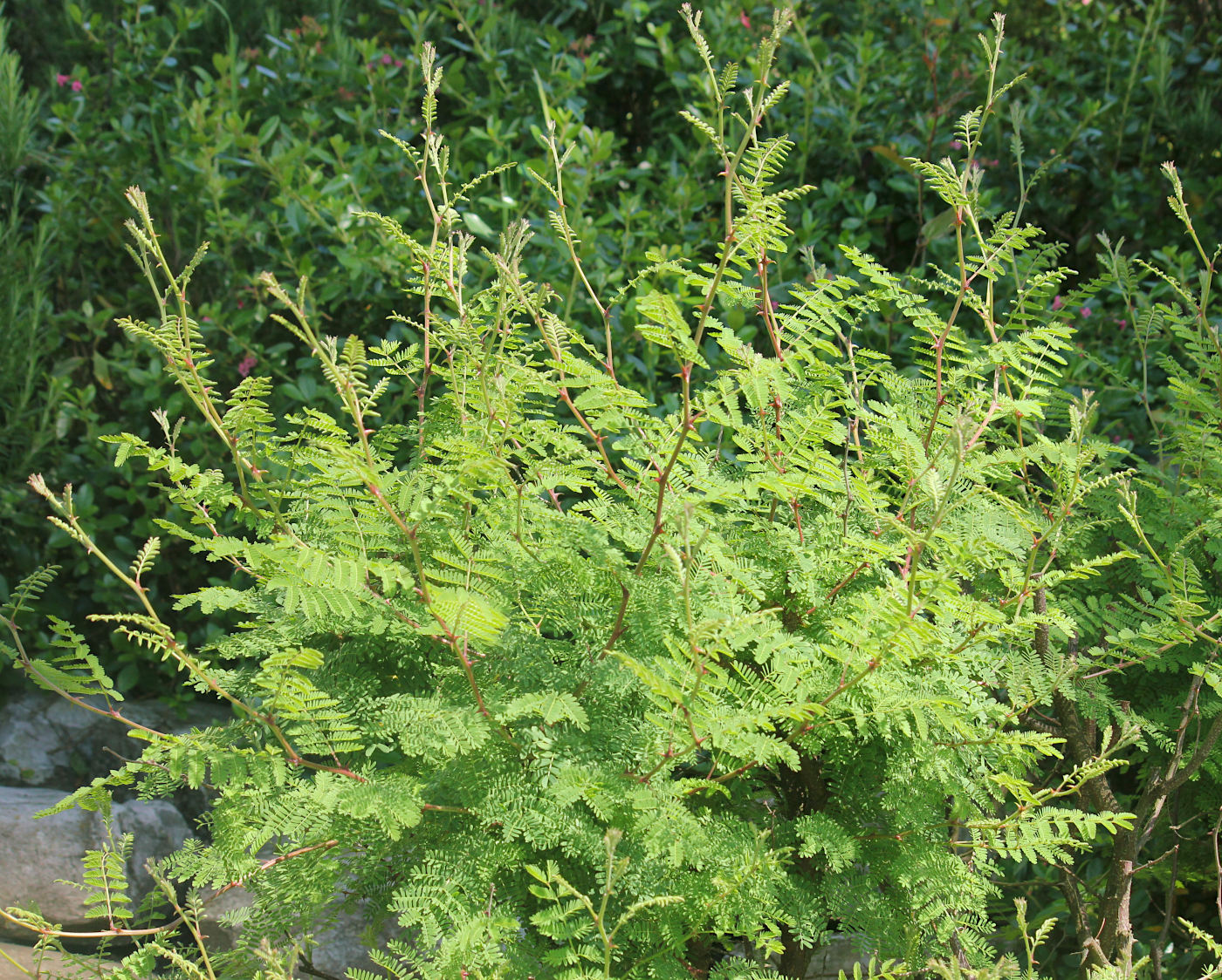 Изображение особи Mimosa aculeaticarpa.