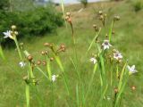 Sisyrinchium rosulatum