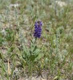 Salvia tesquicola. Цветущее растение. Кабардино-Балкарская Республика, Эльбрусский р-н, левый берег р. Баксан, окр. с. Былым, выс. 1100 м н.у.м., сухой остепнённый участок. 25 июля 2022 г.