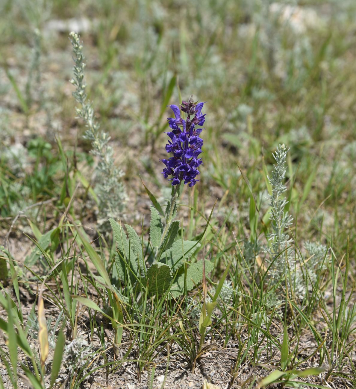 Изображение особи Salvia tesquicola.