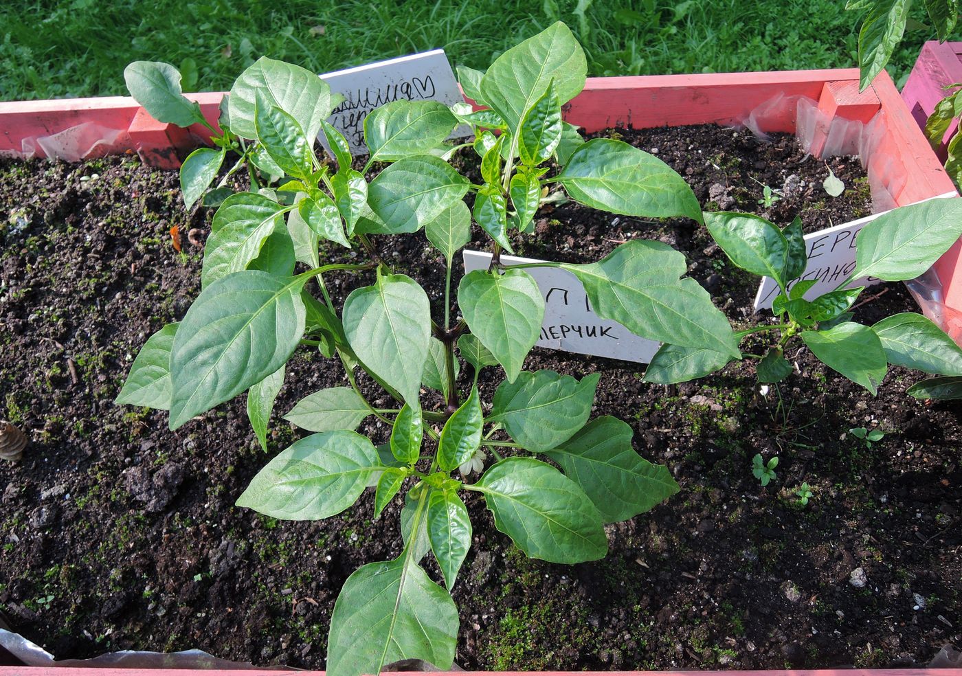 Изображение особи Capsicum annuum.