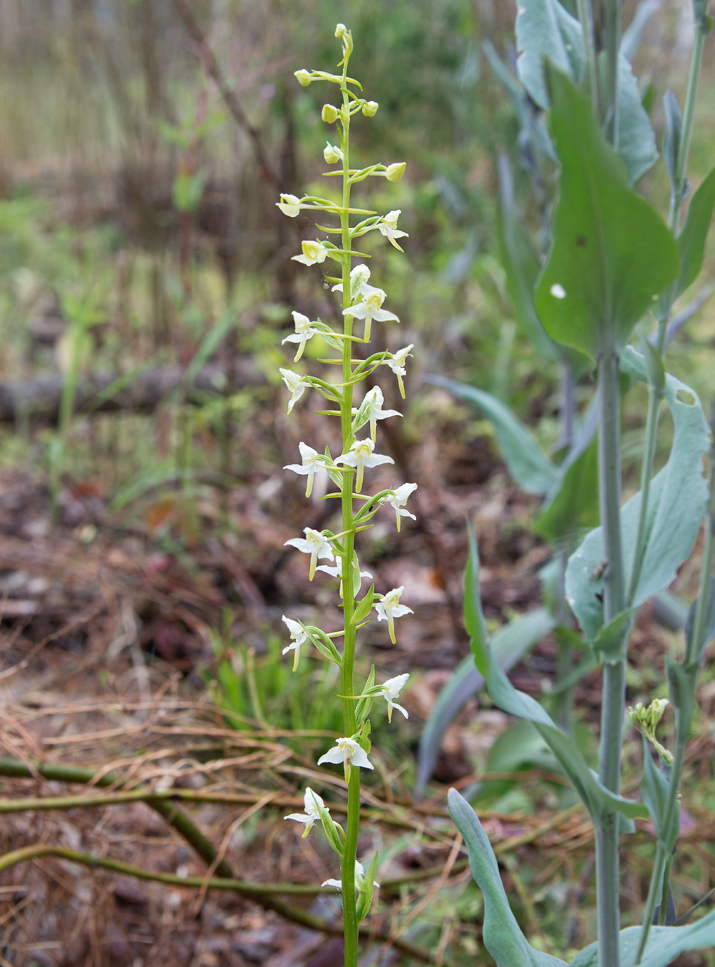 Изображение особи Platanthera chlorantha.