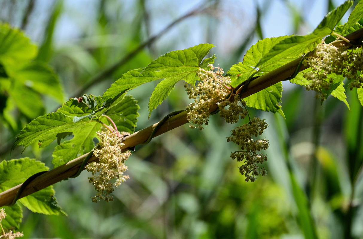 Image of Humulus lupulus specimen.