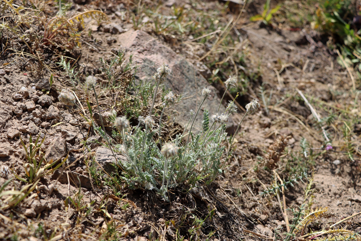 Изображение особи Oxytropis arassanica.