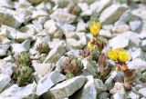 Saxifraga stenophylla