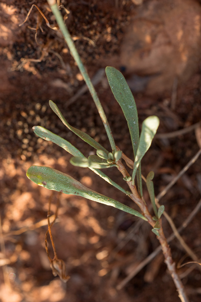 Изображение особи Limonium suffruticosum.