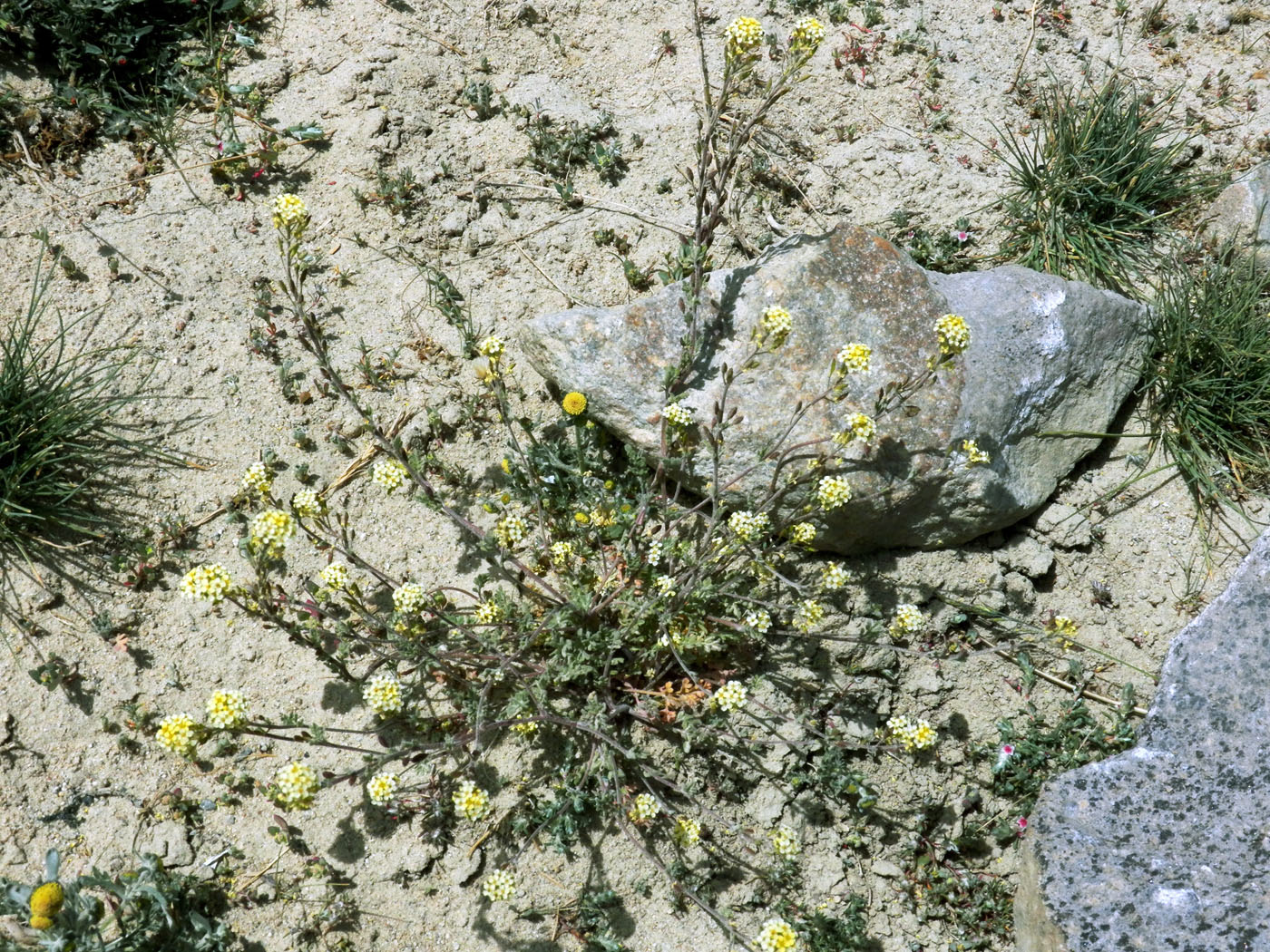 Image of Sophiopsis sisymbrioides specimen.