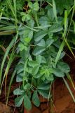 Thermopsis lupinoides