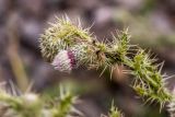 Cirsium echinus. Верхушка побега с соцветием и муравьями. Кабардино-Балкария, Эльбрусский р-н, пик Терскол, ≈ 2600 м н.у.м., каменистый склон. 22.08.2023.