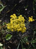 Odontarrhena muralis. Соцветие. Чечня, Шаройский р-н, юго-восточный склон горы Чархунышкорт, выс. 2100 м н.у.м, каменистый участок. 7 августа 2023 г.
