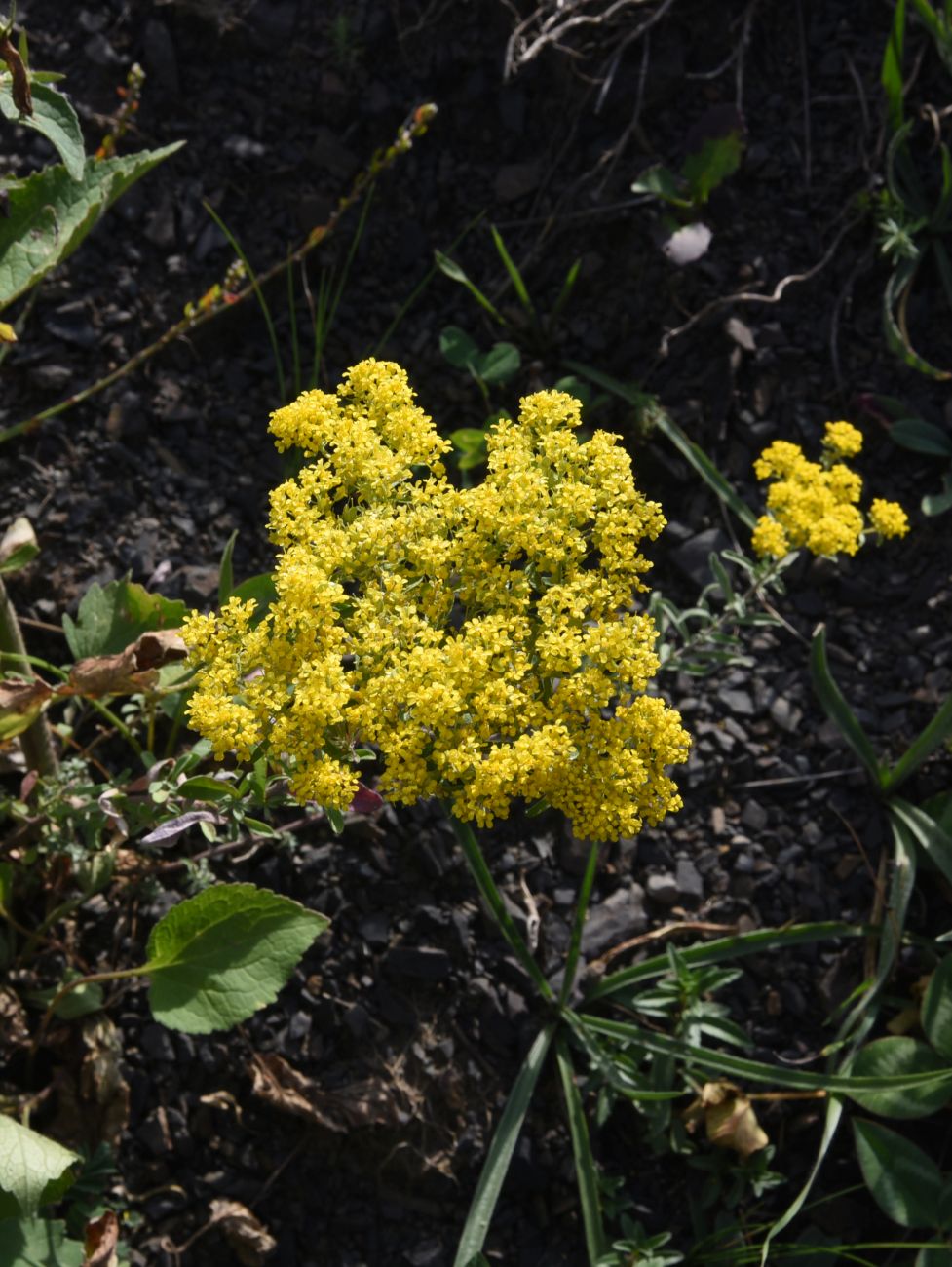 Изображение особи Odontarrhena muralis.