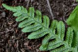 Polypodium vulgare. Верхушка вайи с сорусами (вид на абаксиальную поверхность). Армения, обл. Тавуш, Дилижанский национальный парк, берег оз. Парз, ≈ 1300 м н.у.м., широколиственный лес, каменистый участок склона. 22.06.2022.