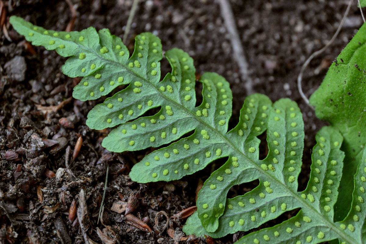 Изображение особи Polypodium vulgare.