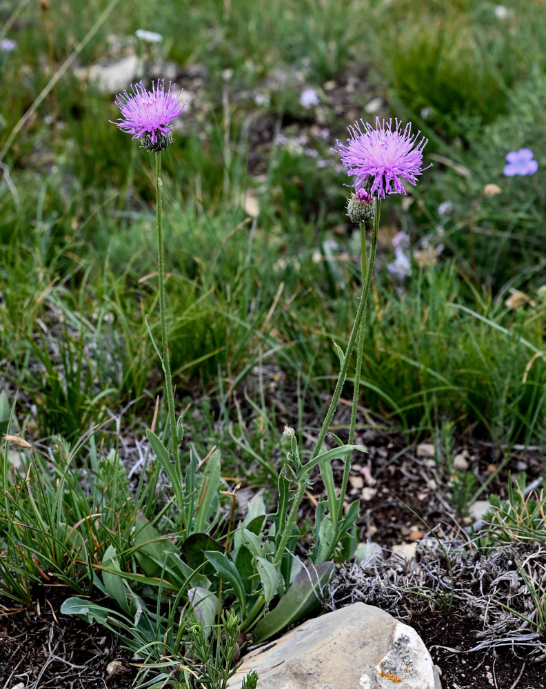 Image of Klasea haussknechtii specimen.