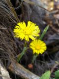 Tussilago farfara